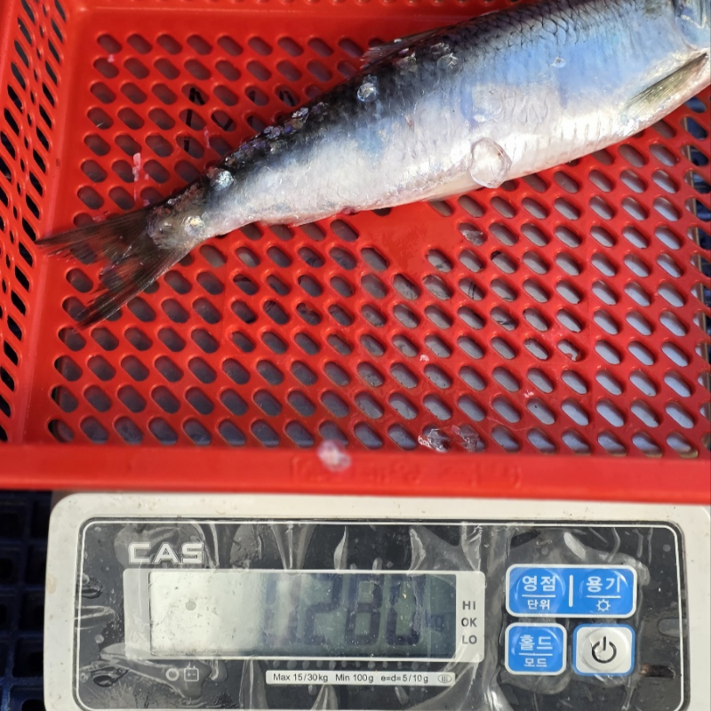 자연가득 동해안 생물 청어 1kg 3-4미 - 상세 이미지 5