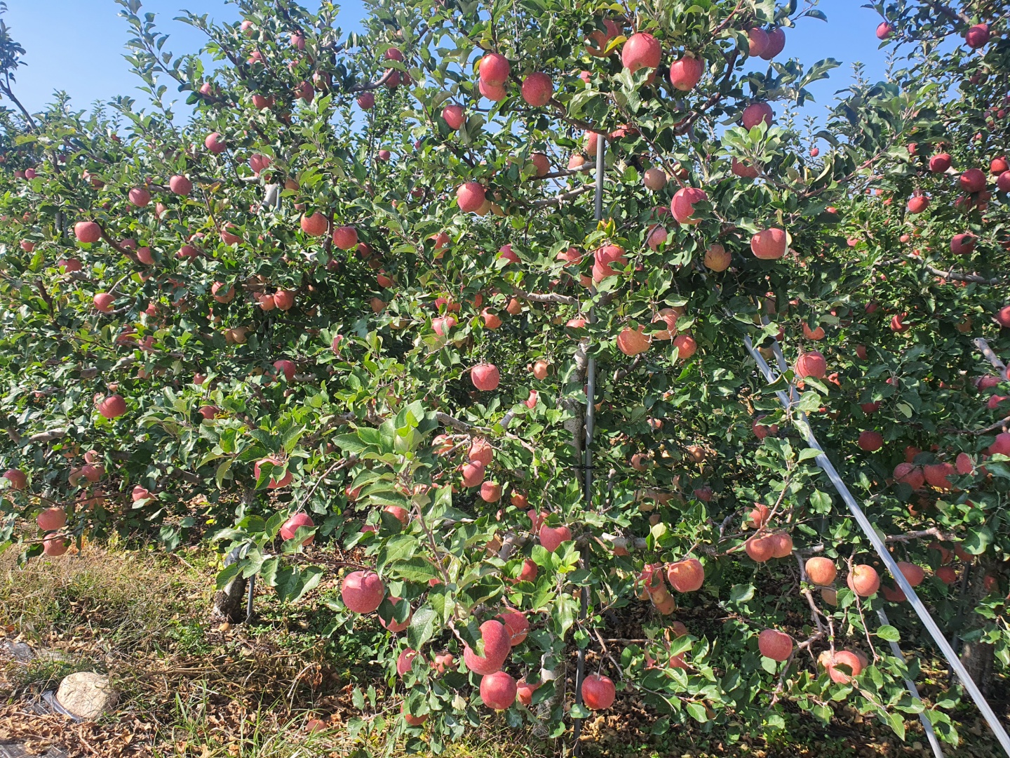 사과 청송 안동 부사 꿀사과 가정용 못난이