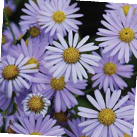 정원꾸미기 쑥부쟁이 꽃 씨앗 야생화 꽃씨 종자 품종 정원 5000립