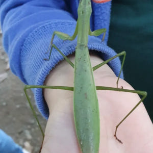 [용산가족공원] 소똥구리생태학교 행복 가득 봄 숲체험 by 소똥구리생태학... 솔직 후기 | 실사용자 리뷰 분석 - 상품 이미지 3
