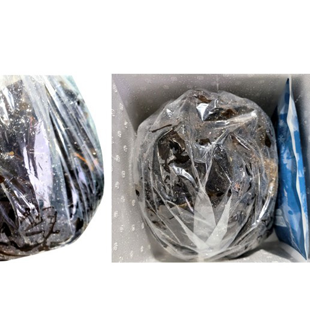 청정바다 국내산 생미역 물미역 산지직송 신선 2kg - 상세 이미지 2