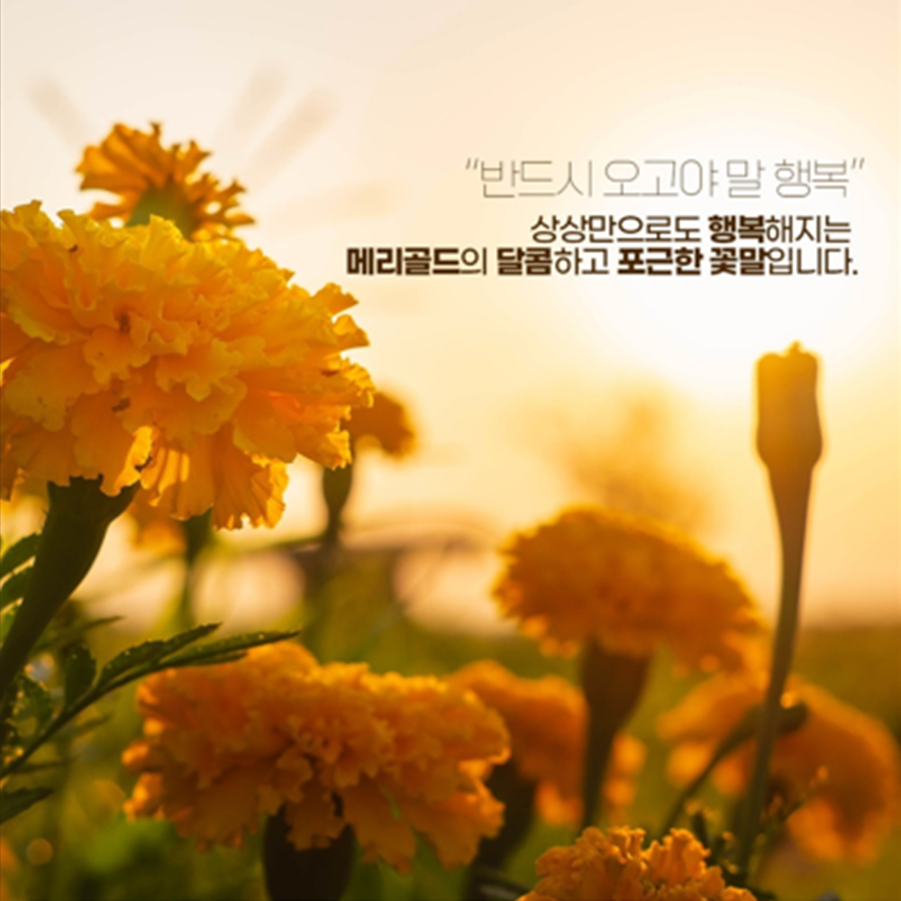 디딤푸드 프리미엄 제주 메리골드 꽃차 100% 70g 6병 마리골드 금잔화 꽃잎차 전통차 - 상세 이미지 5