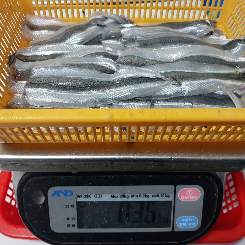 자연가득 제철 학꽁치회 350g 7-12미 손질전 500g 초장 증정 이미지 7