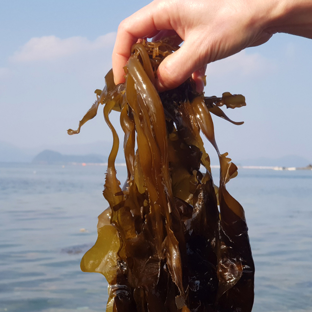 청정바다 국내산 생미역 물미역 산지직송 신선 2kg - 상품 이미지