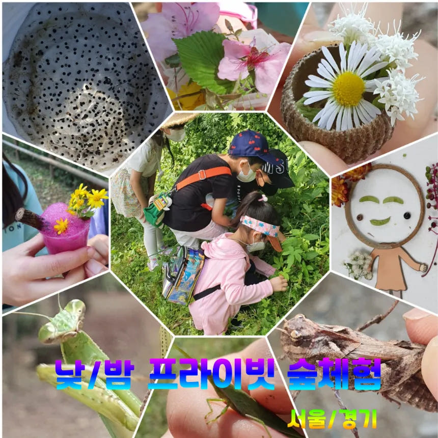 소똥구리생태학교 프라이빗 숲체험 가격 추이 아이고고 소똥구리생태학교 프라이빗 숲체험 - 최저가 150,000원