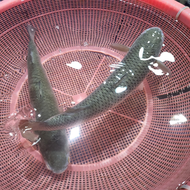 자연가득 밀치필렛 350g(손질전 1kg 내외) - 상세 이미지 3