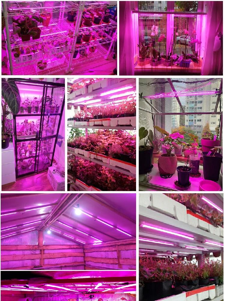 식물 램프 다육 LED 조명 스트립 라이트바 꽃 재배 생장등 퍼플광 2 스트립 세트 - 상세 이미지 2
