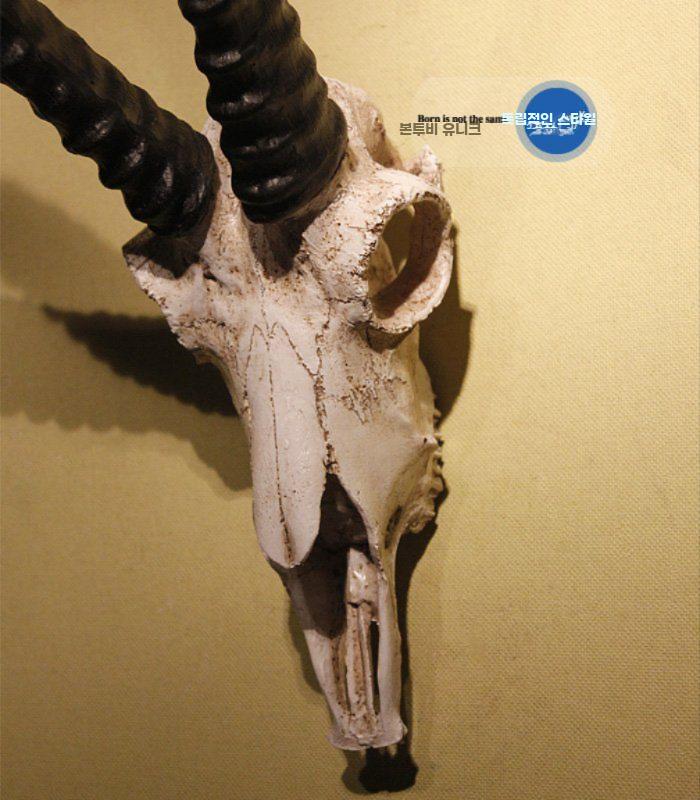 해골 벽장식 염소 뿔 해골모형 조형물 영양 빈티지 인테리어 - 상세 이미지 5