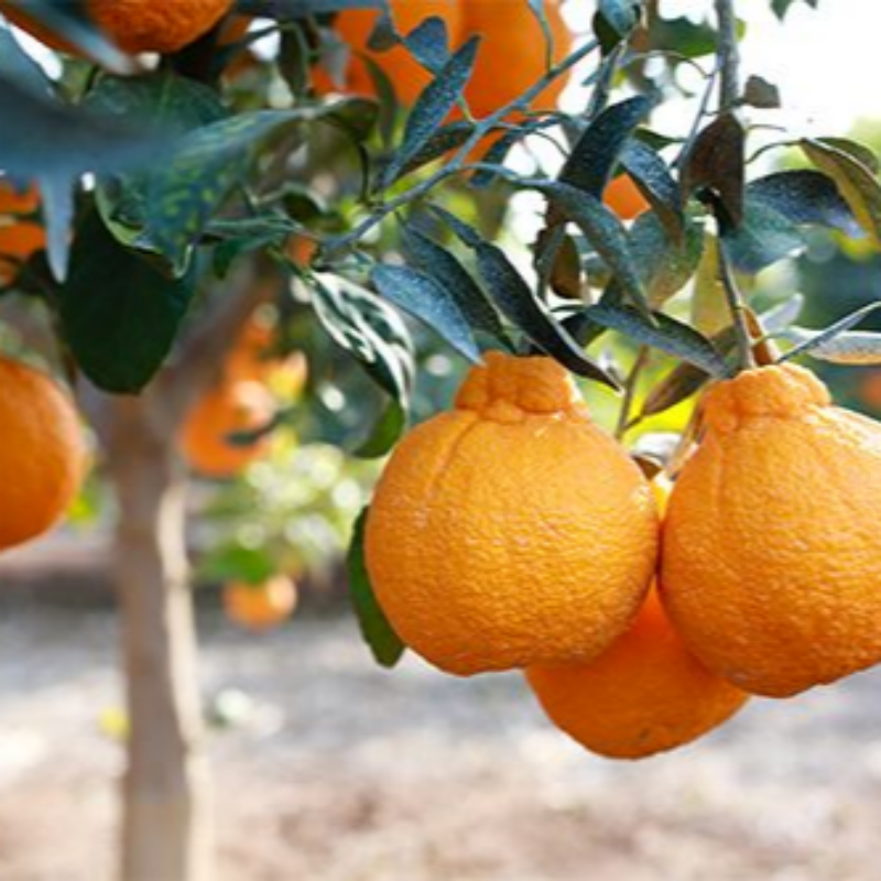 [예약판매] 자연가득 제주 효돈 가정용 한라봉 1kg-4.5kg 소중대과 12월 10일 발송예정 - 상세 이미지 5