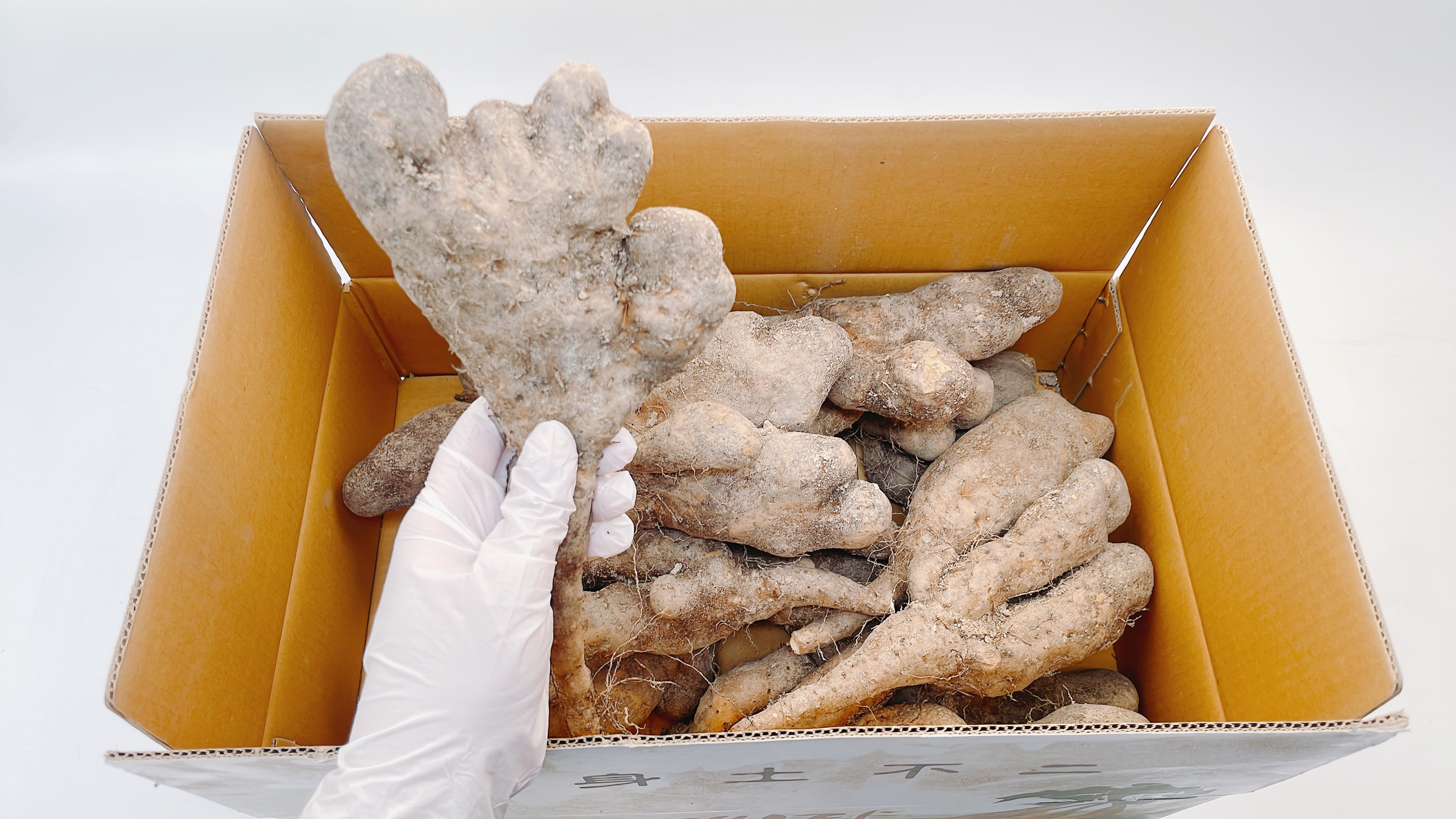 뮤신 가득 영주 햇 마 1kg, 1개 이미지 7