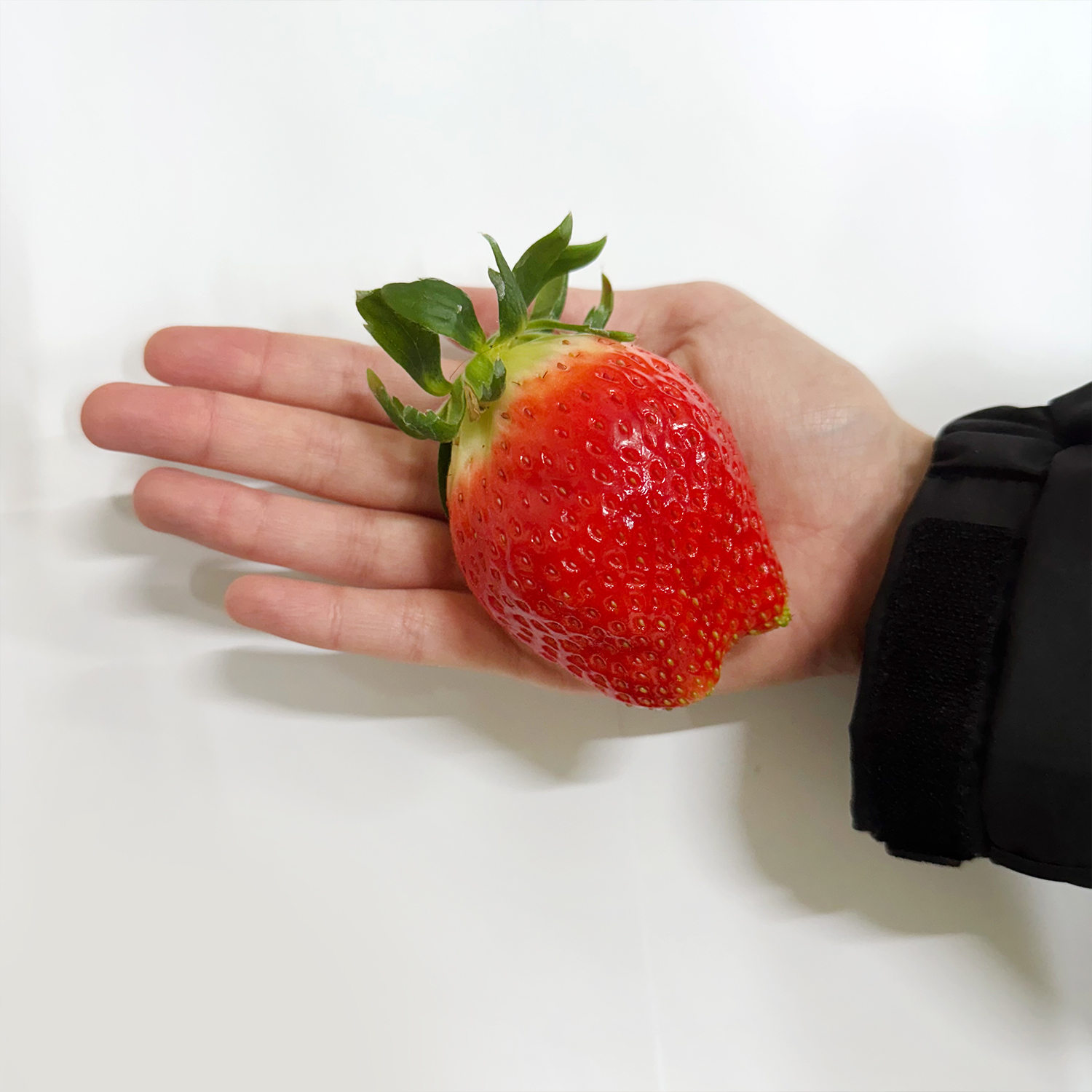 논산 고당도 생딸기 킹스베리 500g 설향 설화 백 - 메인 이미지