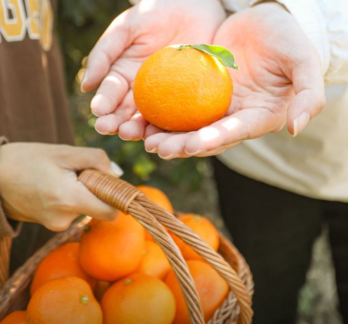 핫플트립 제주도버스투어 뚜벅이 패키지 일일여행 제주여행 액티비티 택시 투어패스 겨울 동백 상세 이미지 5