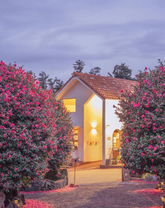 핫플트립 제주도버스투어 뚜벅이 패키지 일일여행 제주여행 액티비티 택시 투어패스 겨울 동백 상세 이미지 3