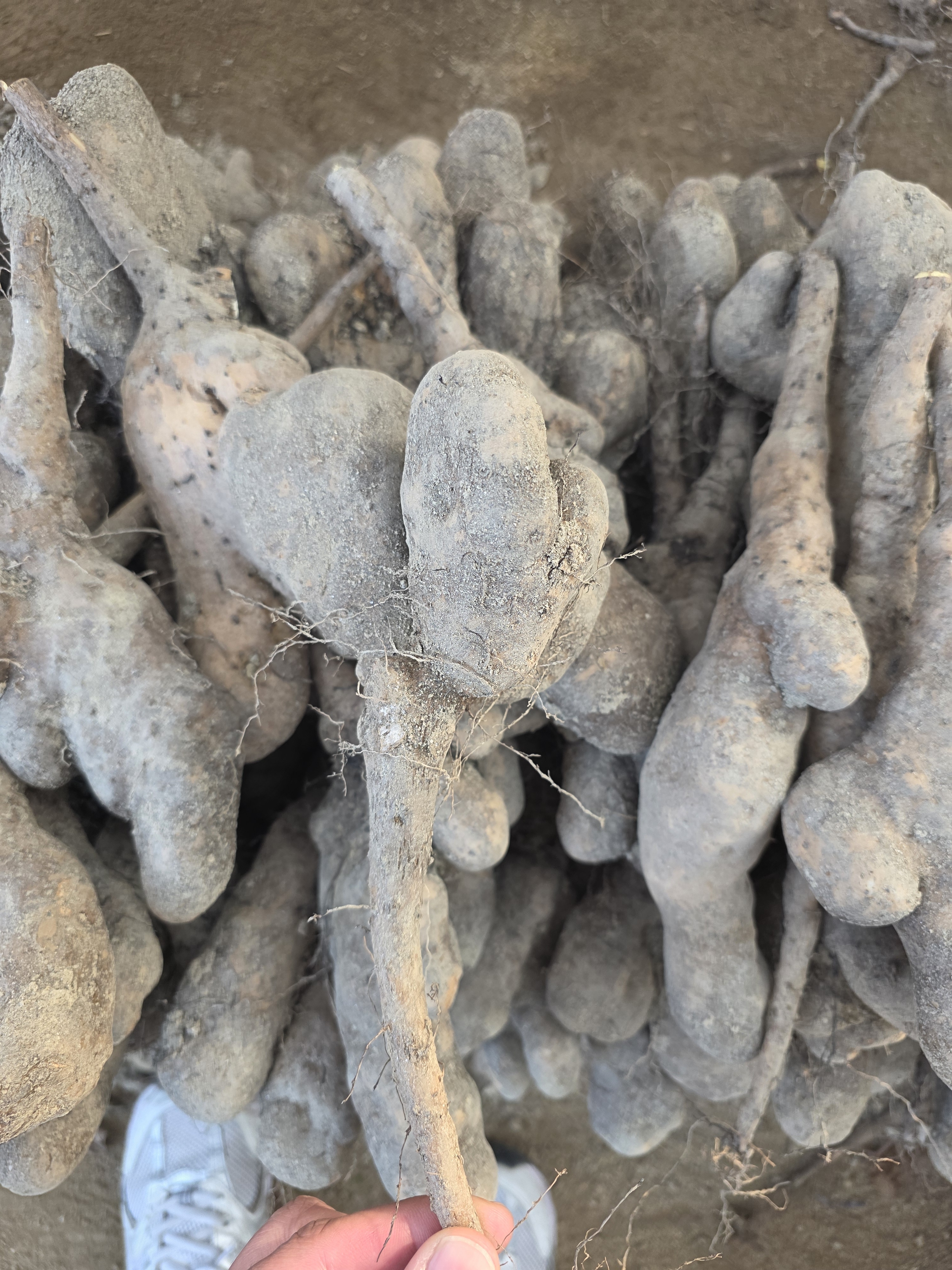 뮤신 가득 영주 햇 마 3kg, 1개 - 상세 이미지 2