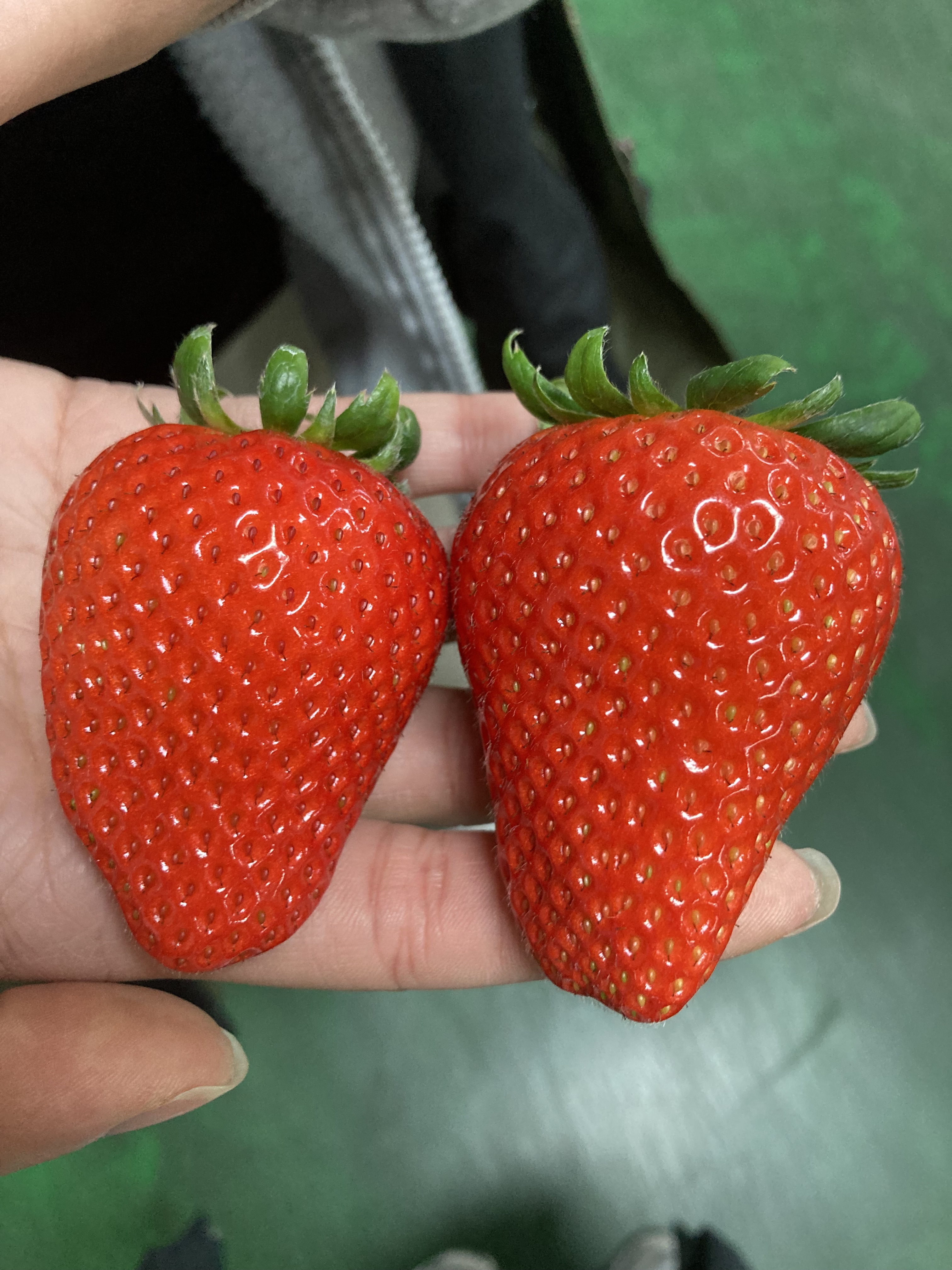 논산 고당도 생딸기 킹스베리 500g 설향 설화 백 - 상세 이미지 2