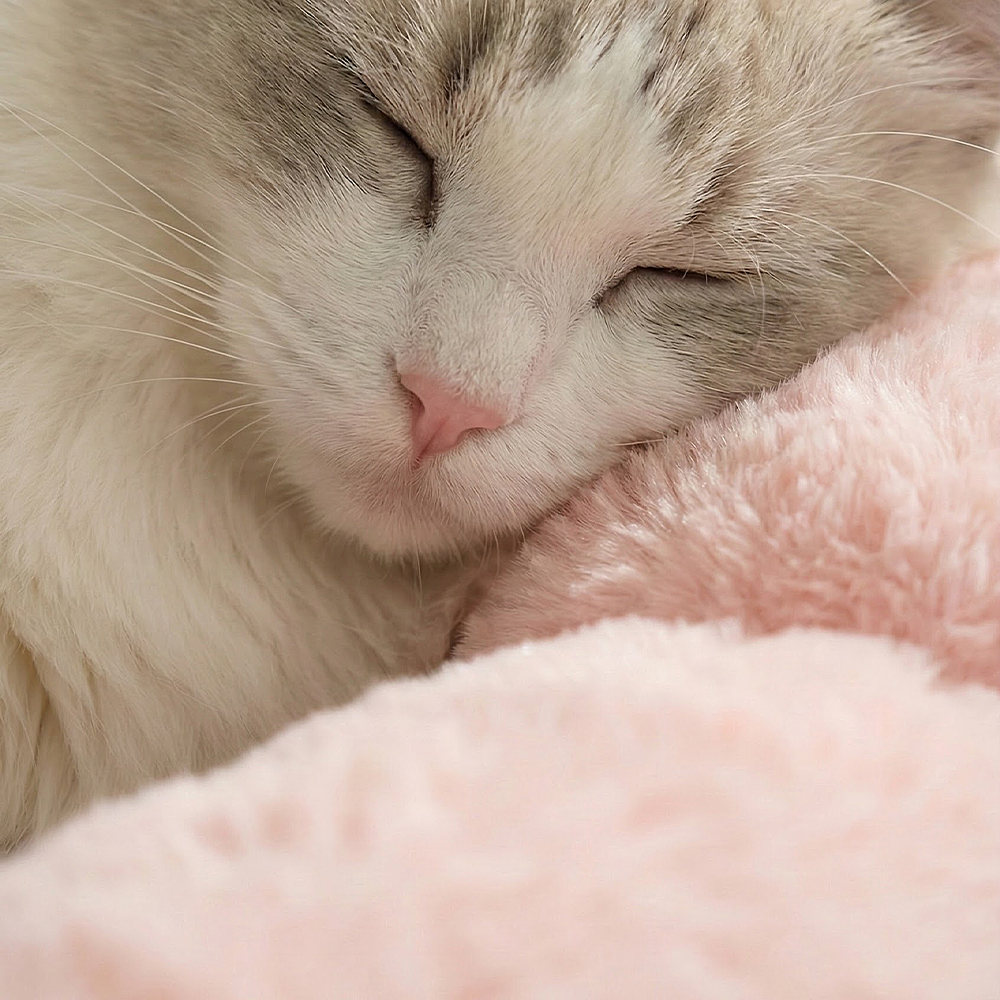 레토 강아지방석 고양이방석 플라워 도넛 쿠션