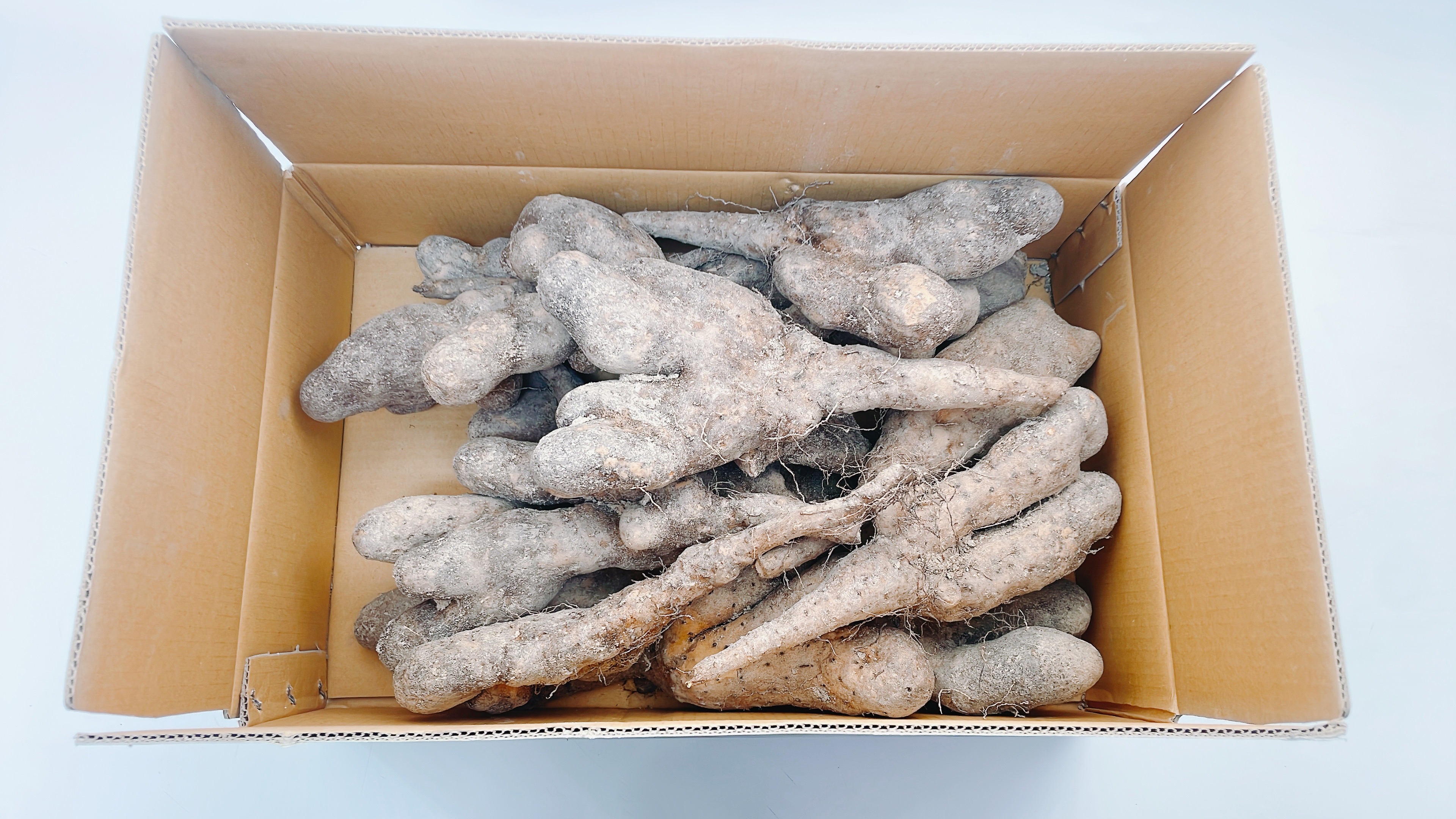 뮤신 가득 영주 햇 마 1kg, 1개 이미지 6
