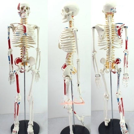 인체모형 의료용 뼈 교육용 교육 모형 정형외과 인대 척추 85cm 골격 - 상품 이미지