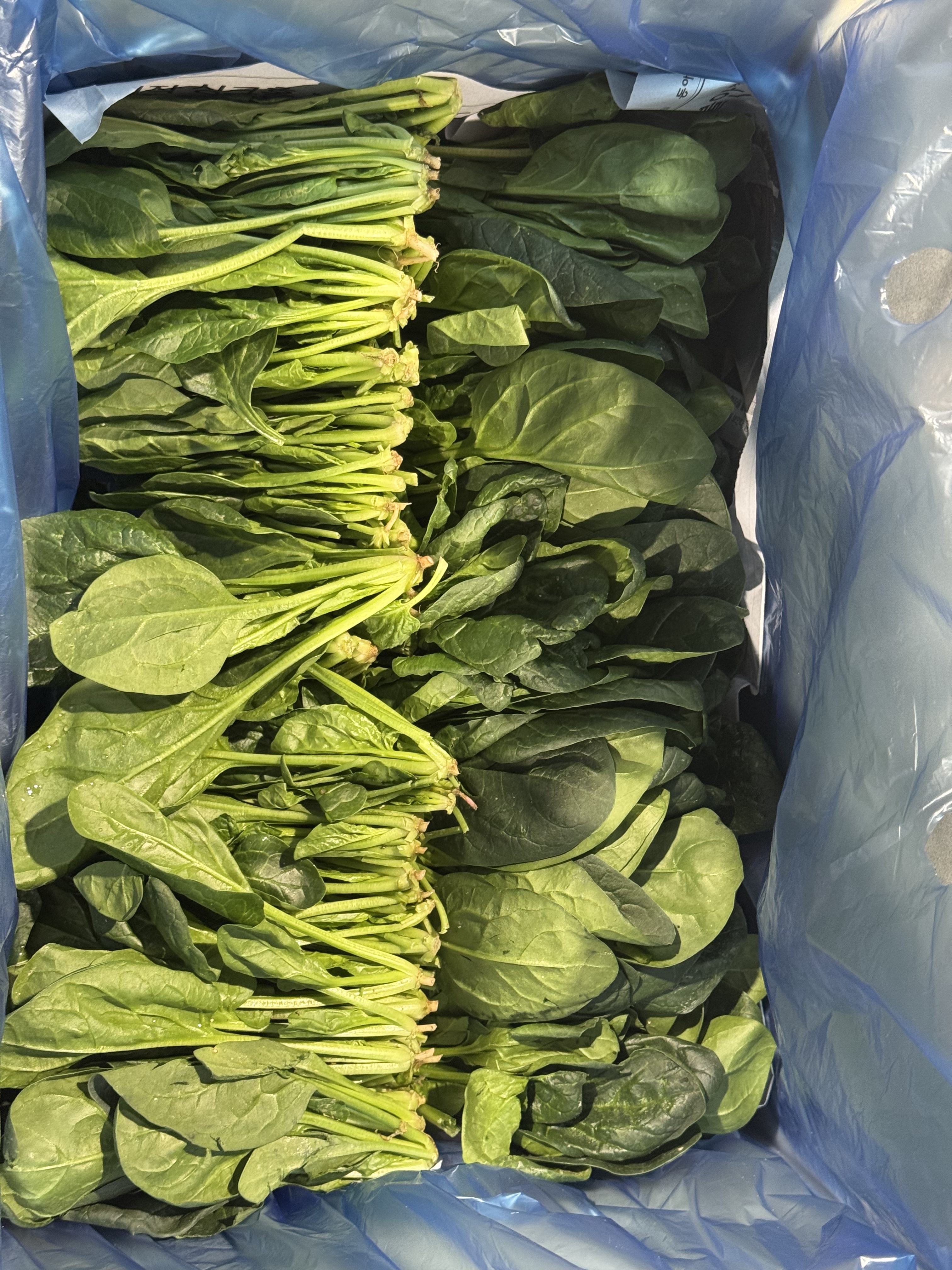 남해 섬초 해풍맞은 보물초 1kg 노지 시금치 산지직송 이미지 6