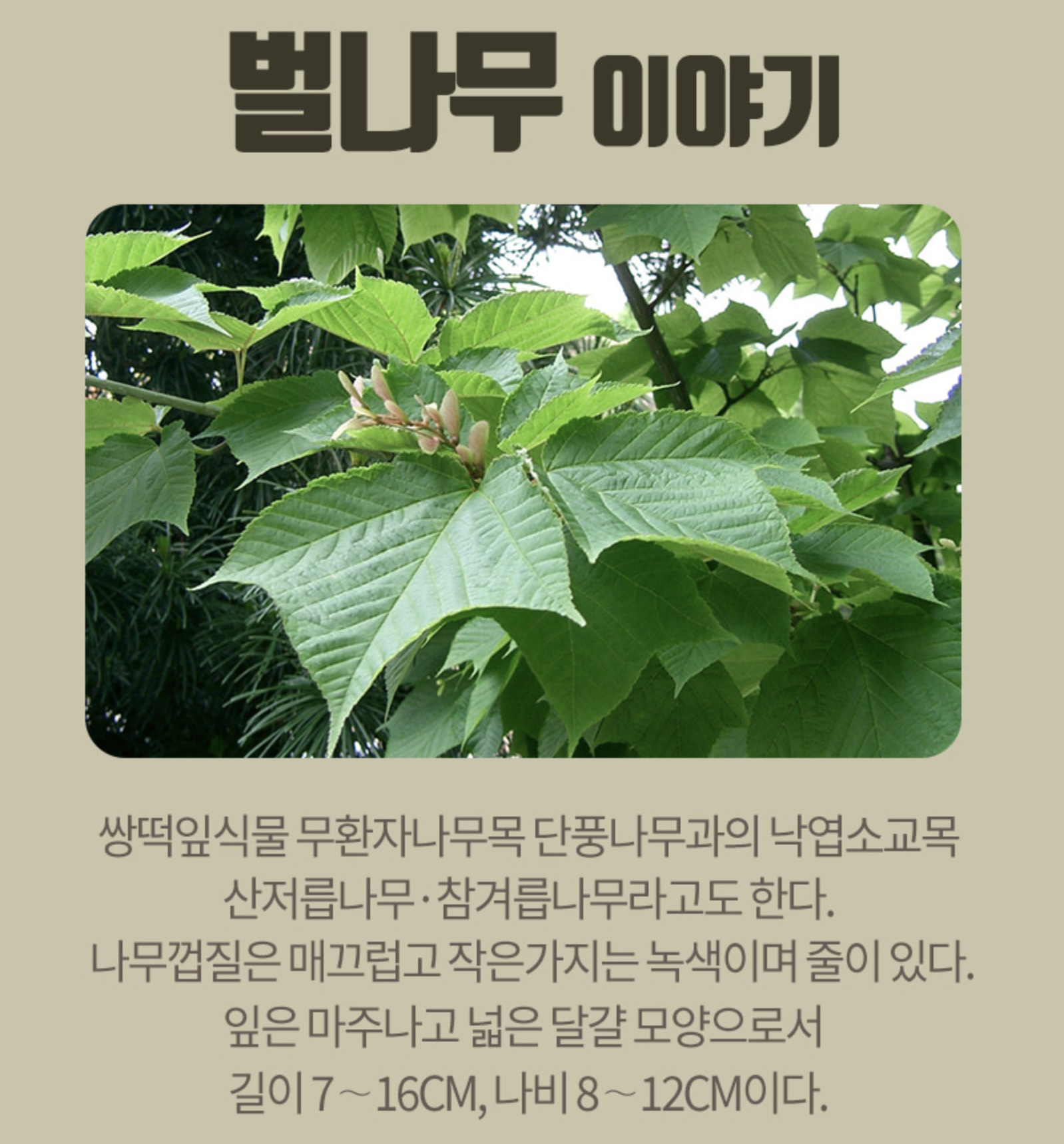 자연산 벌나무잔가지 간에좋은나무 벌나무복용법 - 상세 이미지 4