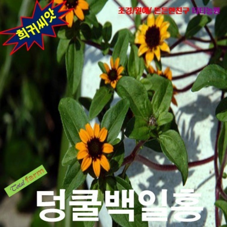 덩굴백일홍 산비탈리아 혼합 씨앗 10립 - 상품 이미지