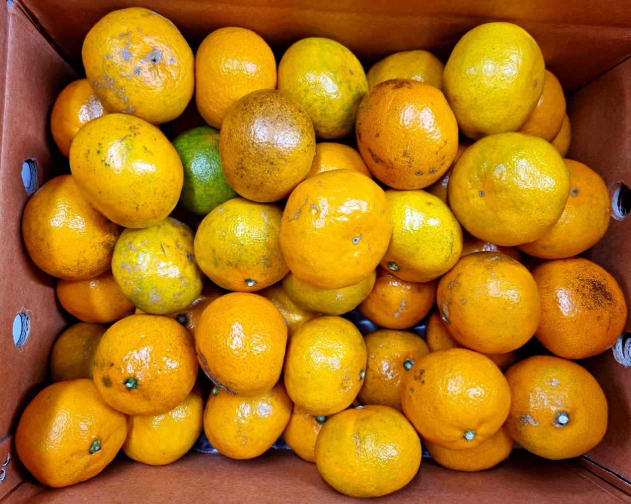 스테비아 노지감귤 못난이 조생감귤 5kg 10kg 가정용 소과 로얄과 중과 제주 산지직송 - 상세 이미지 5