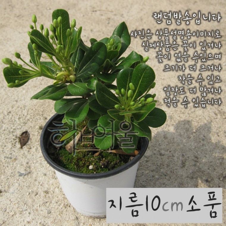 만리향(돈나무 외목대) 지름 9cm 소품화분 - 메인 이미지