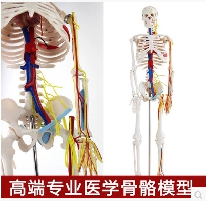 인체모형 의료용 뼈 교육용 교육 모형 정형외과 인대 척추 85cm 골격 - 상세 이미지 2