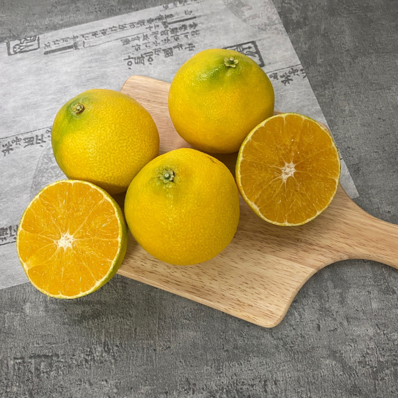 자연가득 제주 효돈 가정용 황금향 1kg-4.5kg 소 중 대 선택가능 - 상세 이미지 2