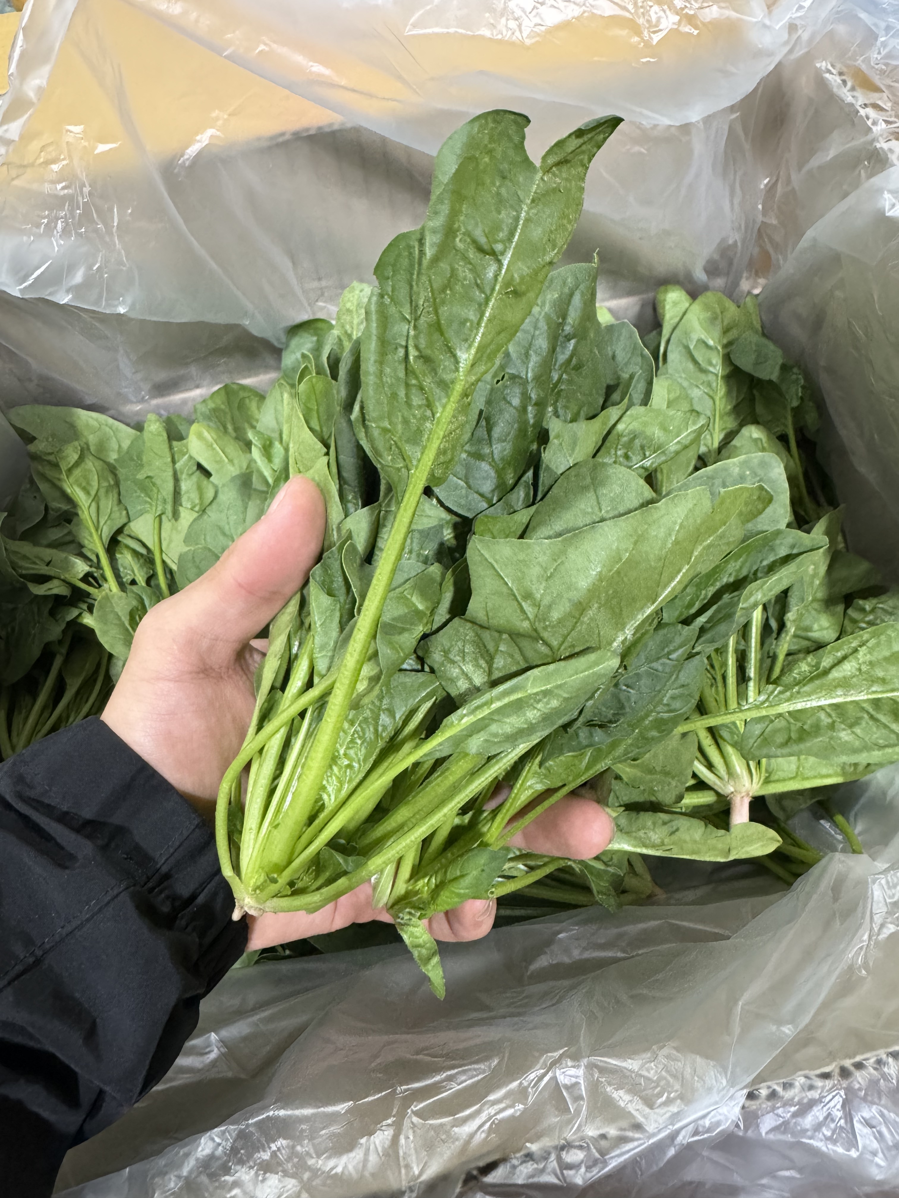 남해 섬초 해풍맞은 보물초 1kg 노지 시금치 산지직송 - 상품 이미지