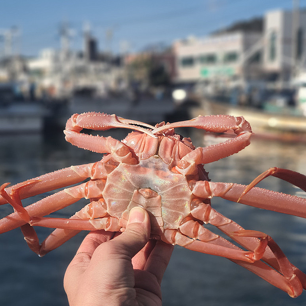 북해도 홋카이도 자숙대게 3.5kg 12~15미 수율보장 긴급출시 - 상세 이미지 5