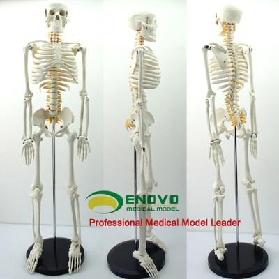 인체모형 의료용 뼈 교육용 교육 모형 정형외과 인대 척추 85cm 골격 - 상세 이미지 3