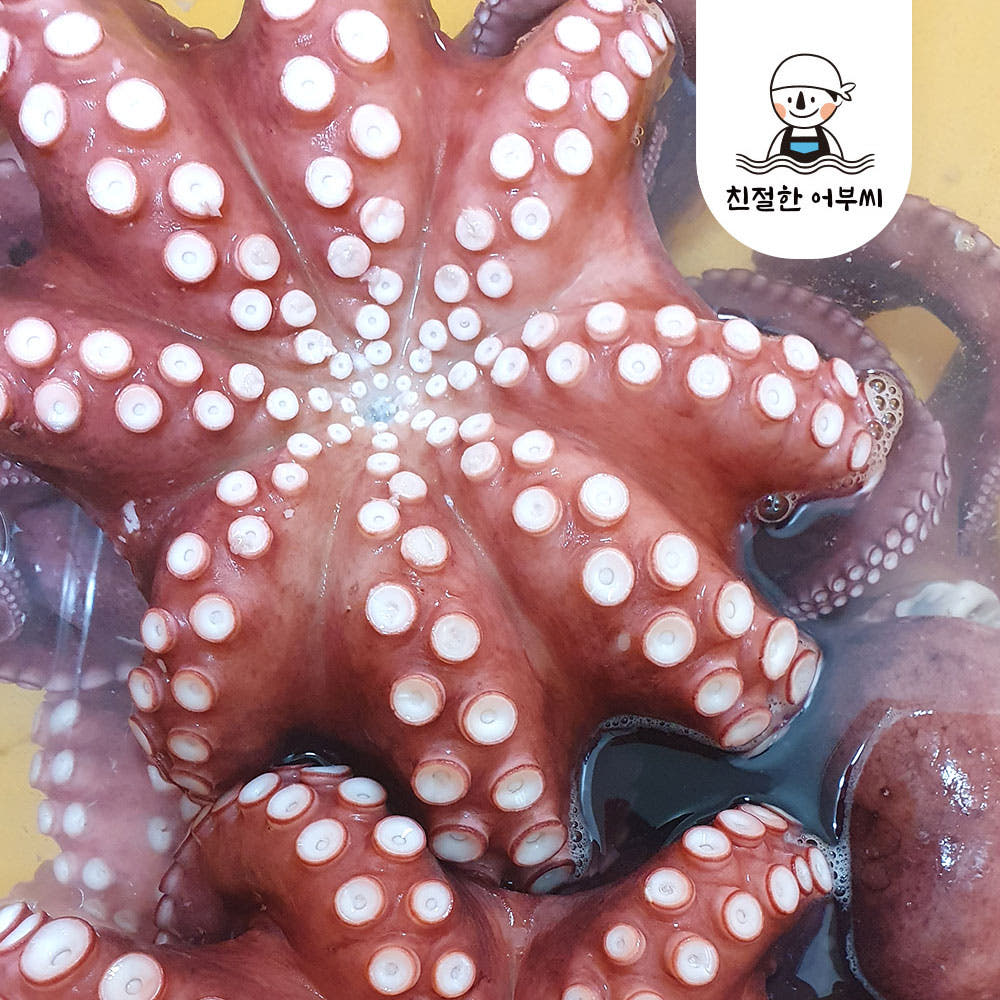 국내산 자연산 문어 자숙 돌문어 냉동 숙회 친절한어부씨 1.4kg, 1개
