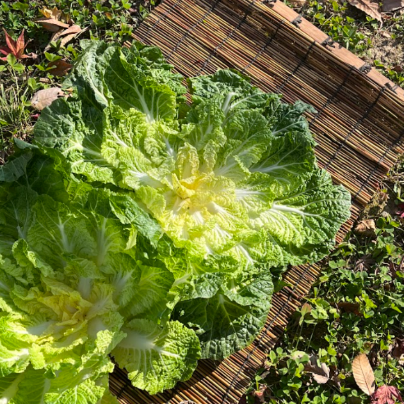 자연가득 진도 해풍 봄동 1kg(3-6입) - 상품 이미지