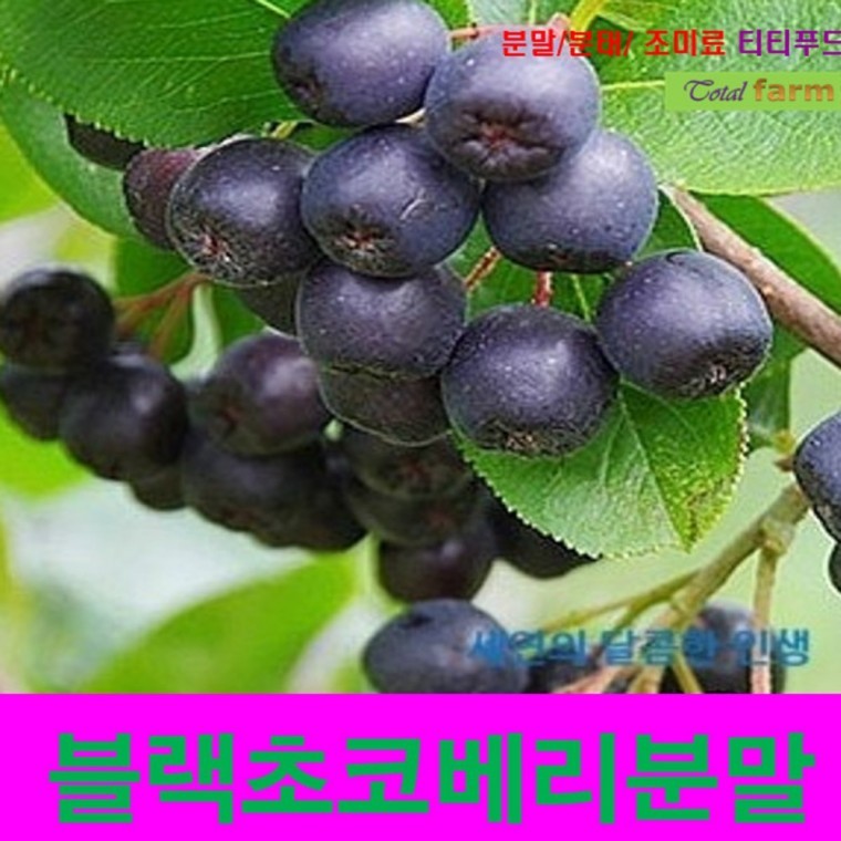IF1 아로니아농축분말블랙초코베리 1kg - 메인 이미지
