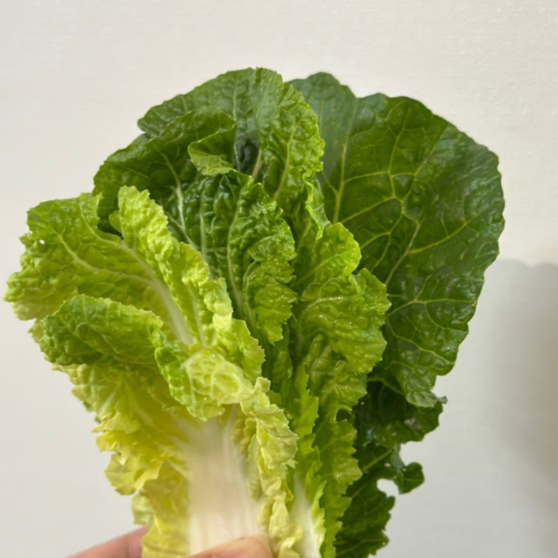 자연가득 진도 해풍 봄동 1kg(3-6입) - 상세 이미지 4