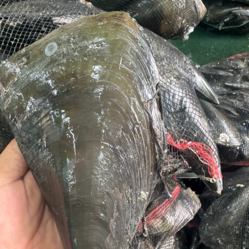 자연가득 탱글 손질 순살 키조개 1kg 5-7미내외 / 날개살, 꼬리살, 내장, 관자 포함 - 상세 이미지 2