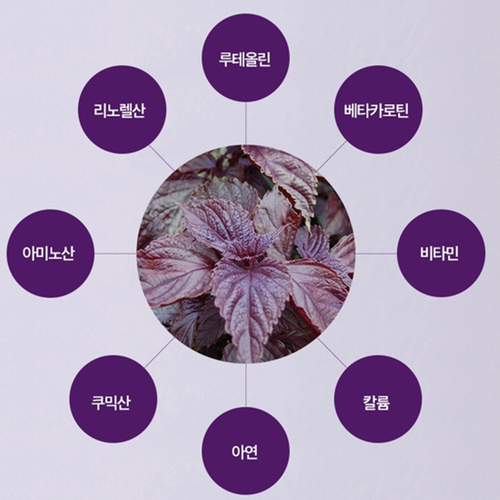 한결다움 차즈기 빌베리 헤마토코쿠스 추출물 정 60정 3박스 6개월 루테올린 눈 건강 효능 - 상세 이미지 4