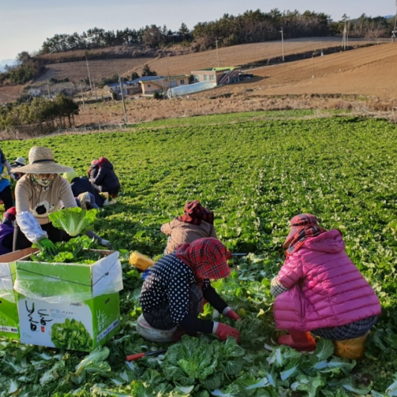 자연가득 진도 해풍 봄동 1kg(3-6입) - 상세 이미지 3