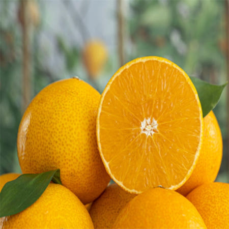 [특] 제주 황금향선물세트 가방 미포함 1.8kg 직원생일 센스있는집들이선물 새해선물