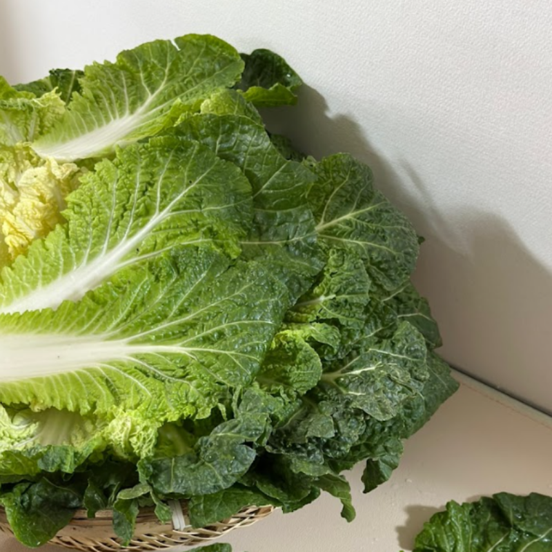 자연가득 진도 해풍 봄동 1kg(3-6입) - 상세 이미지 2