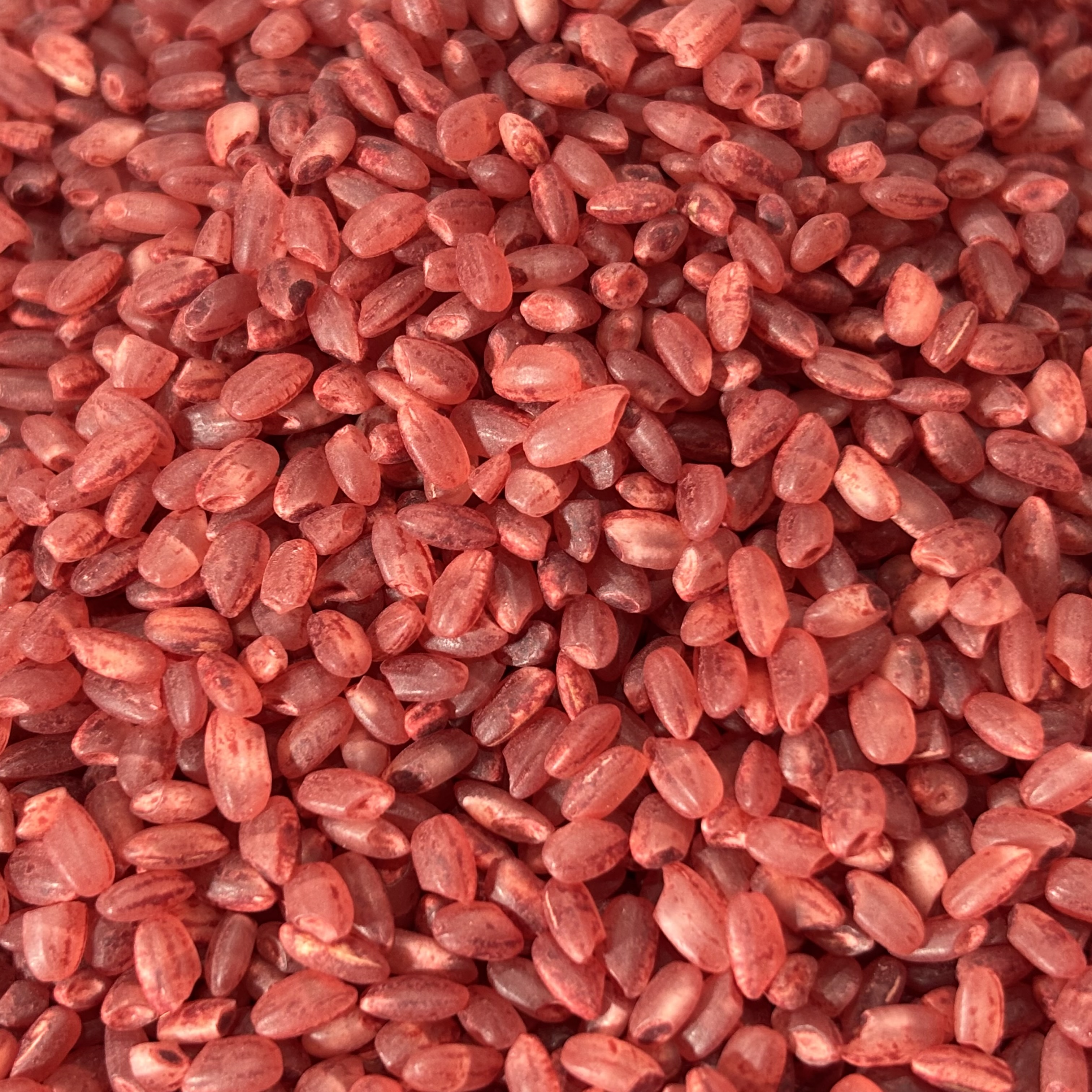 늘찬팜 홍국쌀 1kg 3개 국산 홍국미 식단관리용 잡곡 이미지 7