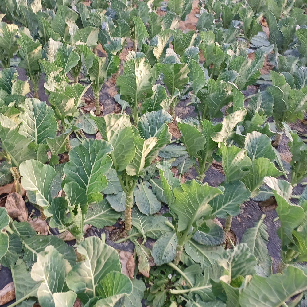 국내산 케일쫑 신선 샐러드용 케일스틱 쫑대 1kg - 상세 이미지 3