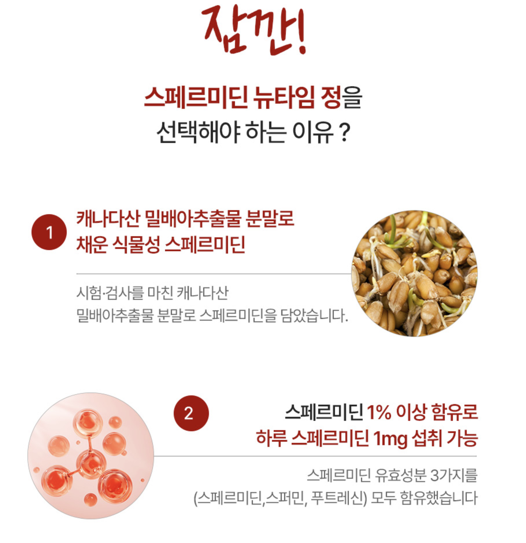 스테르미딘 Spermidine 밀배아추출물 텔로미어영양제 항노화 파이토 AMPK - 상세 이미지 4