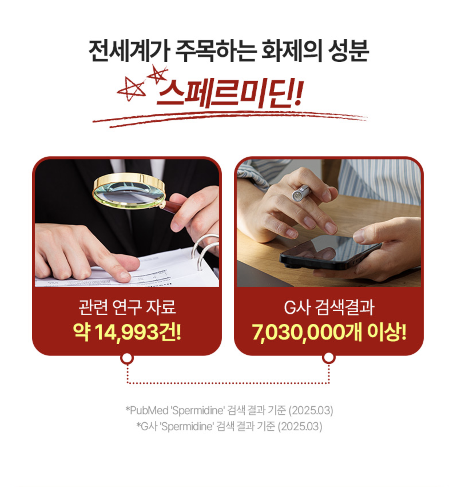 스테르미딘 Spermidine 밀배아추출물 텔로미어영양제 항노화 파이토 AMPK 이미지 6
