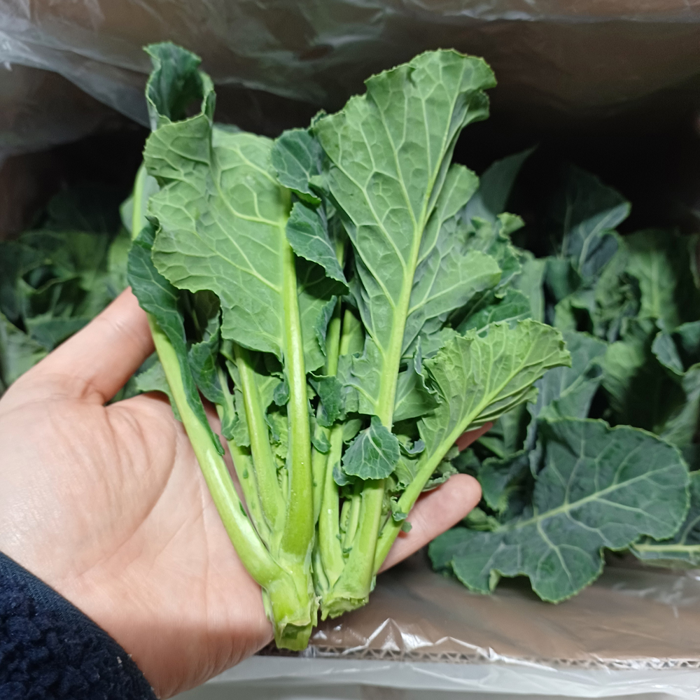 국내산 케일쫑 신선 샐러드용 케일스틱 쫑대 1kg - 상품 이미지
