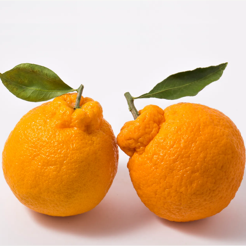 과소담 제주 제철 한라봉 3KG 5KG 가정용 선물세트 - 상세 이미지 2