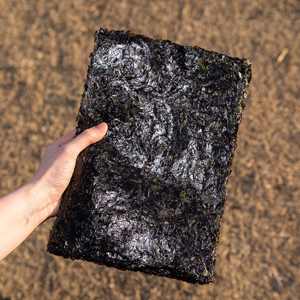 진도 햇 곱창김 구운 곱창돌김 선물세트 김밥김