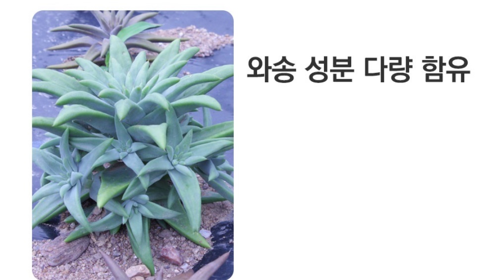 설와송 와송 샴푸 500ml 1개 - 상세 이미지 5