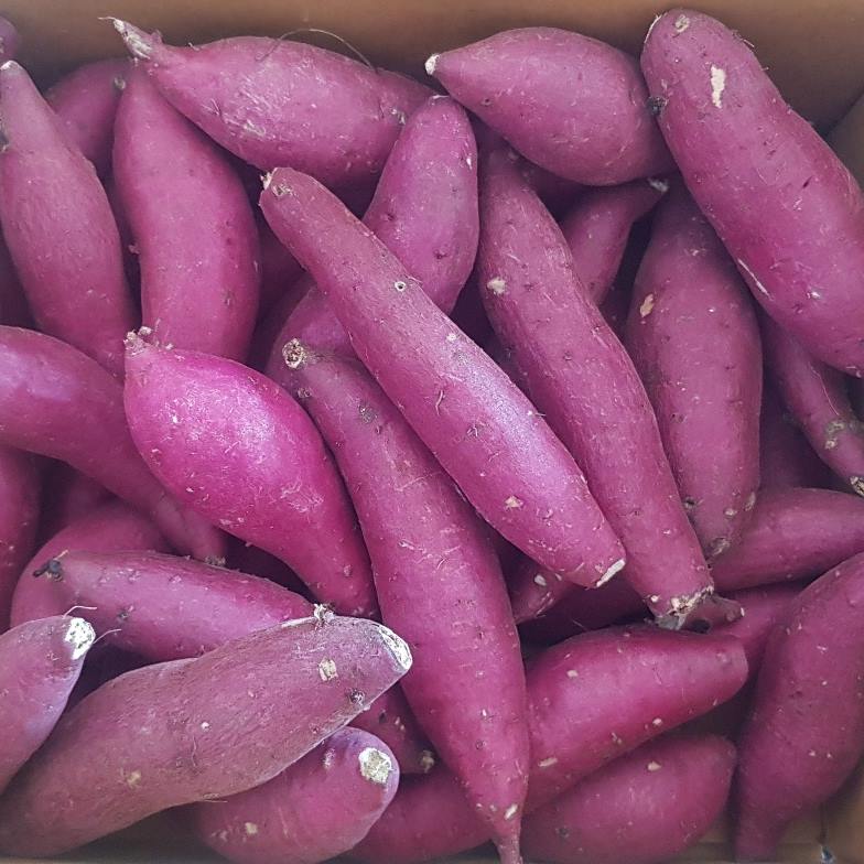 해남 베니하루카 꿀 고구마 호박 고구마 3kg 5kg 10kg 한입 특상 산지직송 이미지 8